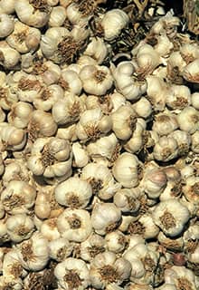 Taşköprü Garlic