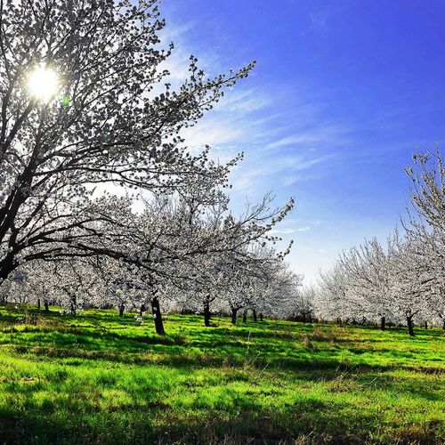 Apricot Garden