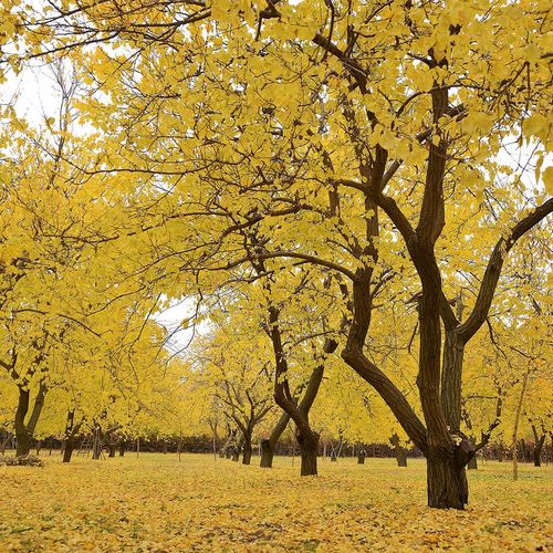 Apricot Garden