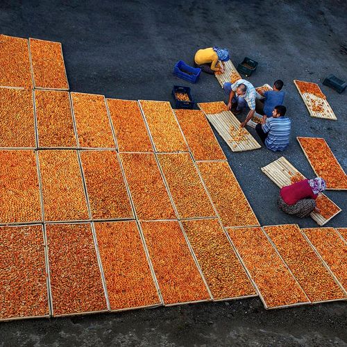 Apricot Production