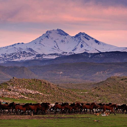 الخيول البرية 