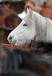 Les chevaux Yılkı