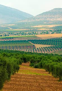 Kilis Olives