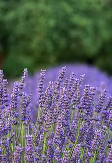 Delice Lavender Valley