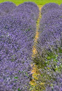 Delice Lavender Valley