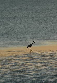 Sanctuaire des Oiseaux du Lac de Seyfe