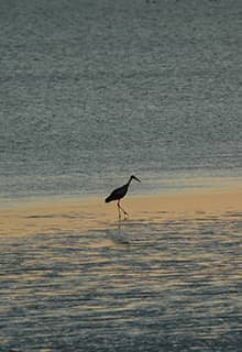 Sanctuaire des Oiseaux du Lac de Seyfe