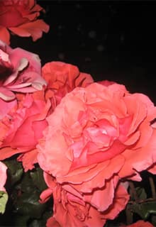 Las rosas de Kırşehir 