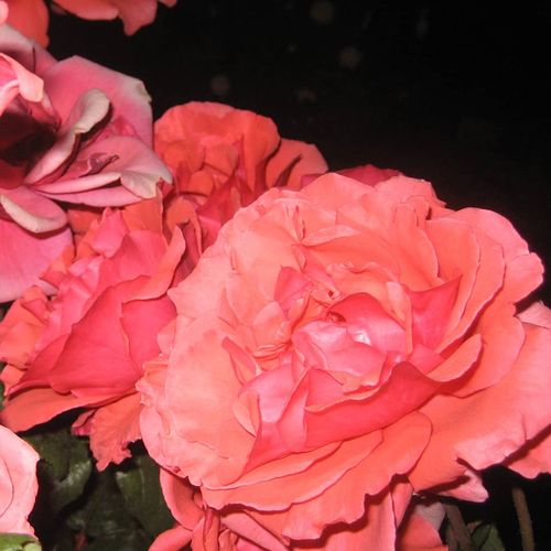 ورود قرشهر