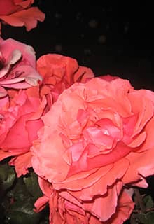 Kırşehir Rosen