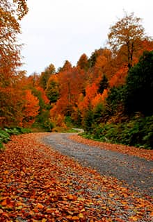 der Kartepe Wald