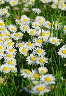 Wald und Naturparks