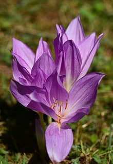 der Keltepe Krokus