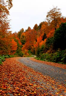 Kartepe