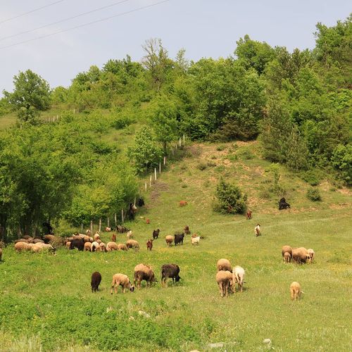 Küre Mountains