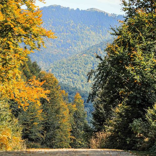 Domaniç Forest