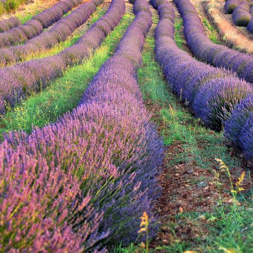 Kuyucak Village Lavender Gardens