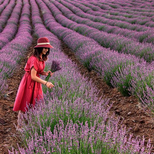 Lavender Valleys