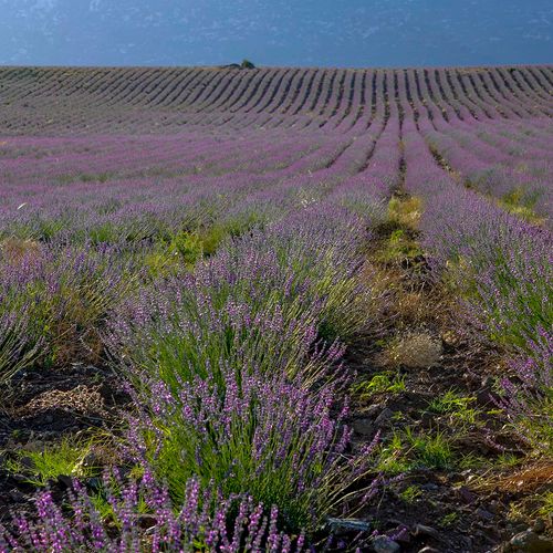Lavender Valleys