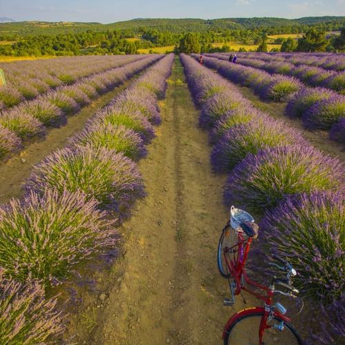 Lavender Gardens