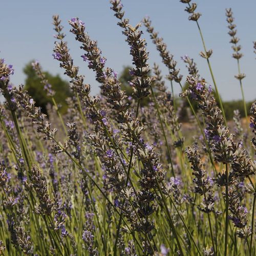 Lavender Gardens