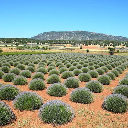 Lavender Gardens