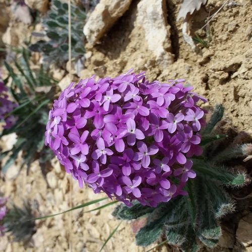 Allı Gelin Flower