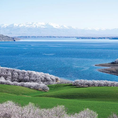 Apricot Trees