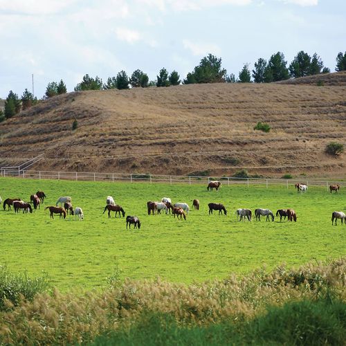 Sultansuyu Stable