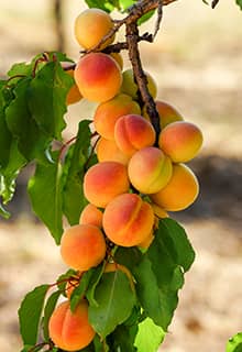 Aprikose