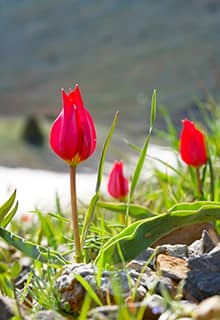 Tulipe de Montagne