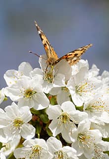 Cerise Dalbastı