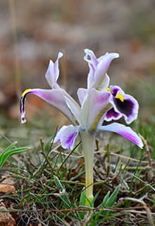 Nevruz
