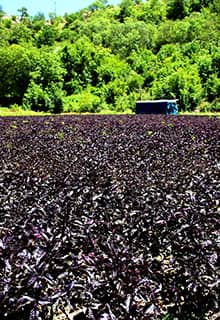 Basilic Pourpre d’Arapgir