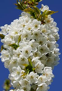 Fleur de Cerisier Dalbastı