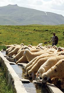 Sarıçiçek-Hochebene 
