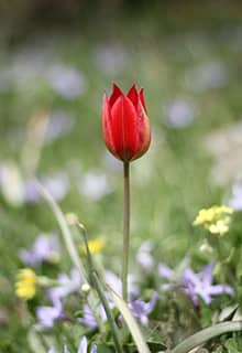 Manisa Tulips