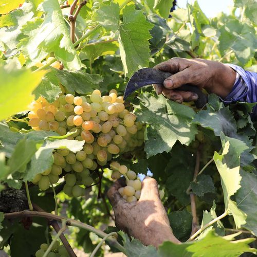 Aegean Sultaniye Grape