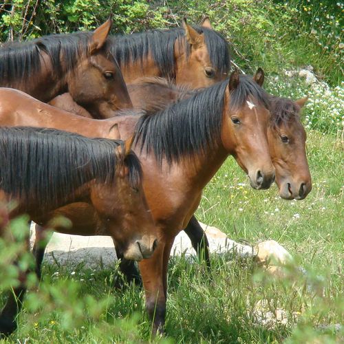 Jade Horses