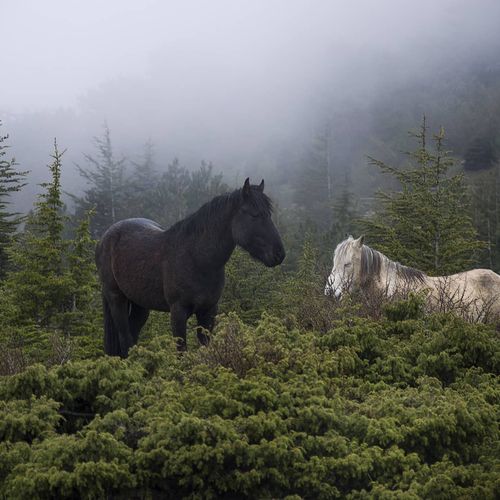 Jade Horses