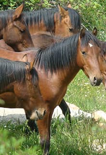 Jade Horses