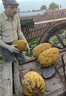 Kırkağaç Melon
