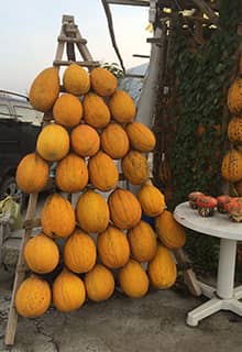 Melon de Kırkağaç 