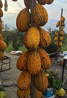 Melon de Kırkağaç 