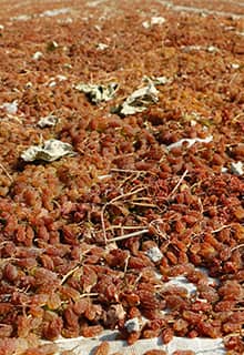 Uva Sultana del Egeo