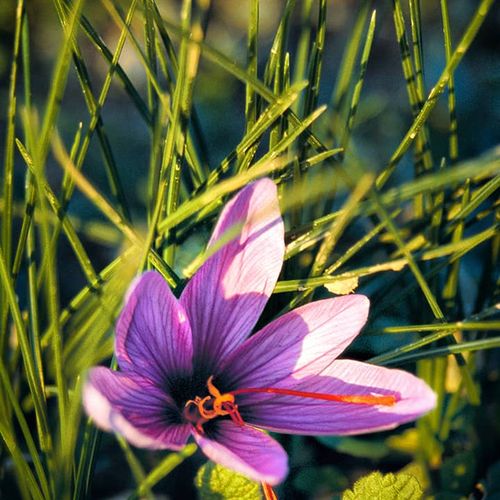 Mardin Saffron