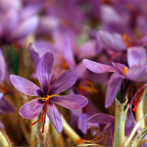 Mardin Saffron