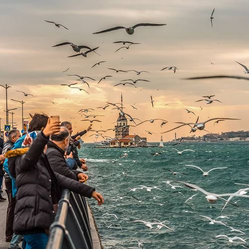 Möwen über İstanbul