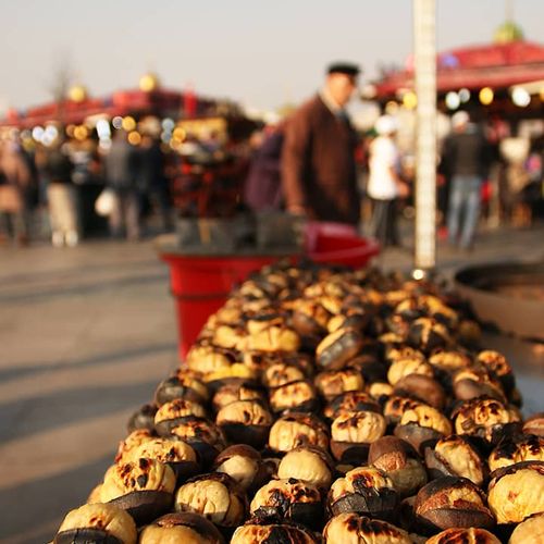 شاه بلوط