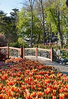 Tulips in Emirgan Park İstanbul